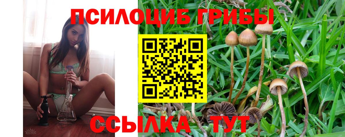 Псилоцибиновые грибы Cubensis Сыктывкар